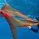 Imagen para el artículo titulado Capturan en vídeo a un extraño pulpo manta rojo
